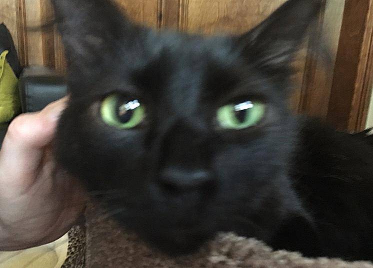 Suki black persian mix cat for adoption in houston tx 6