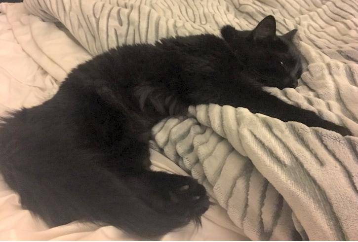 Suki black persian mix cat for adoption in houston tx 6