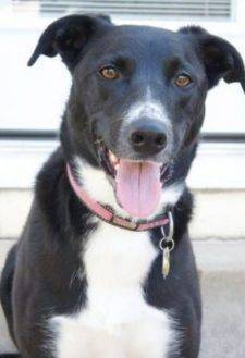 Labrador Retriever Dog Adoptions