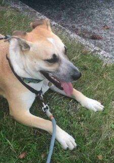 Australian Cattle Dog (Heeler) Mix Dog in Seattle WA – Suki Su