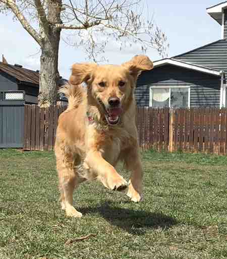 Sully golden retriever adopt airdrie ab