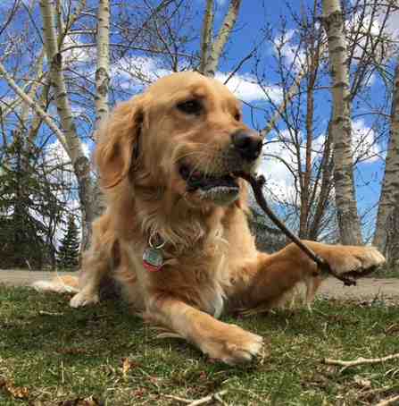 Sully golden retriever adopt airdrie ab