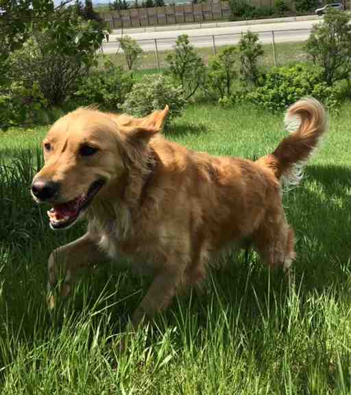 Sully golden retriever adopt airdrie ab