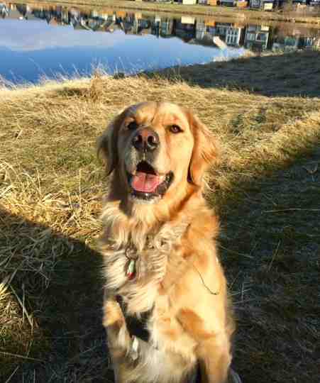 Sully golden retriever adopt airdrie ab