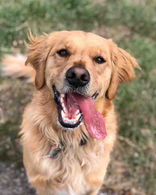 Sully golden retriever adopt airdrie ab