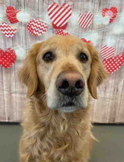 Sully golden retriever adopt airdrie ab