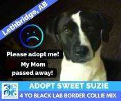 Susie Border Collie Mix Dog Adoption Lethbridge