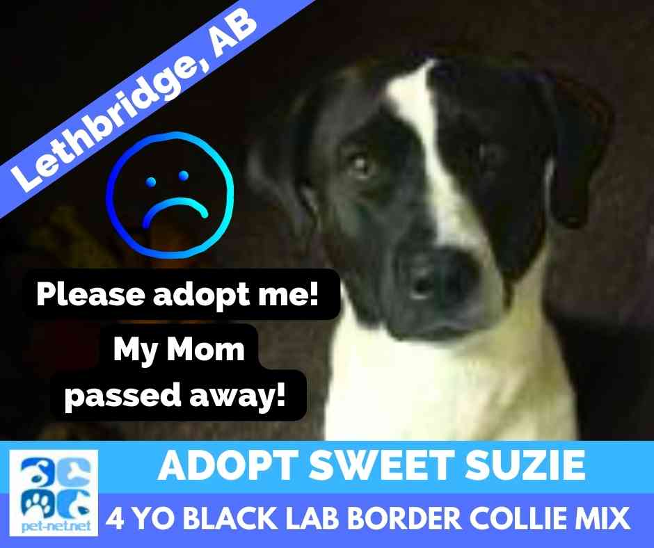 Susie border collie mix dog adoption Lethbridge