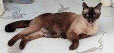 Swayze Seal Point Siamese Cat Adoption Spring Hill FL 1 (3)