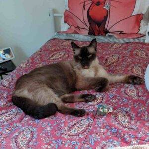 Sweet seal point siamese cat for adoption in spring hill florida – supplies included – adopt swayze