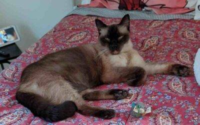 Sweet Seal Point Siamese Cat For Adoption in Spring Hill Florida – Supplies Included – Adopt Swayze