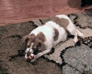 Sweet beagle for adoption 2