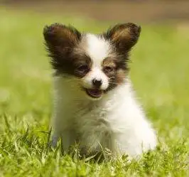 Sweet Papillon Puppy