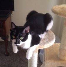 sweet-tuxedo-cat-for-adoption-in-san-diego