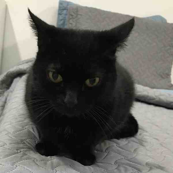 Sweetheart Black Cat Adoption Redding CA 2