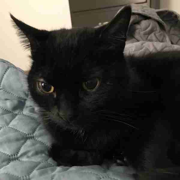 Sweetheart black cat adoption redding ca 2