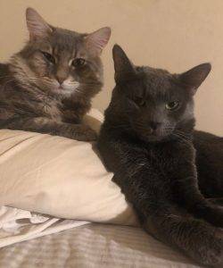 Russian blue & tabby siberian mix cats for adoption in teaneck new jersey – supplies included