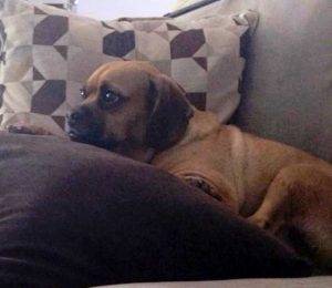 Photo TJ -Puggle For Adoption Brooklyn NY 3