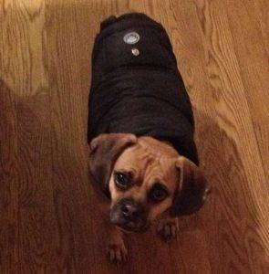 Photo TJ -Puggle For Adoption Brooklyn NY 4