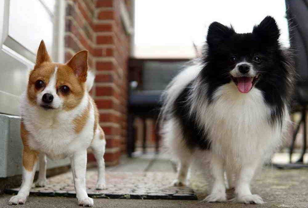 Two pomeranian mix dogs for adoption near cincinatti oh – adopt zorro and buffy