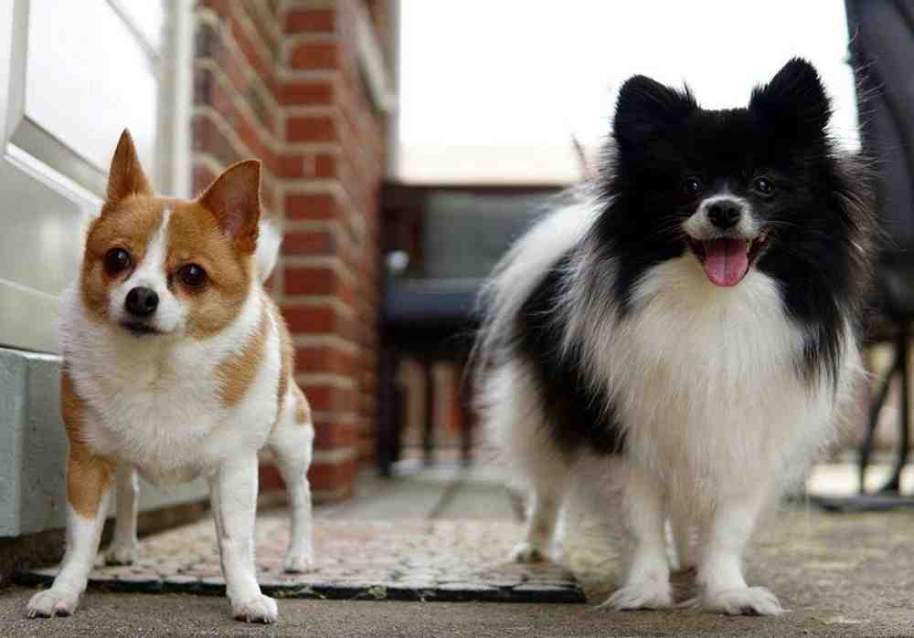 TWO POMERANIAN MIX DOGS FOR ADOPTION NEAR CINCINATTI OH – ADOPT ZORRO AND BUFFY 1