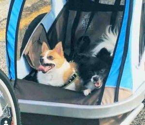 Two pomeranian mix dogs for adoption near cincinatti oh – adopt zorro and buffy 1