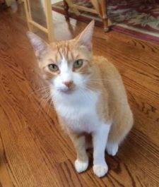 Oliver – Sweet Ginger Tabby Seeks Loving Home – Supplies Included – Los Altos CA