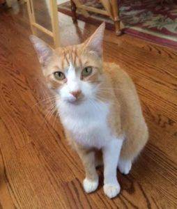 Oliver – sweet ginger tabby seeks loving home – supplies included – los altos ca