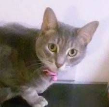 Kira – sweet abandoned tabby female seeks loving home in albuquerque – all supplies included