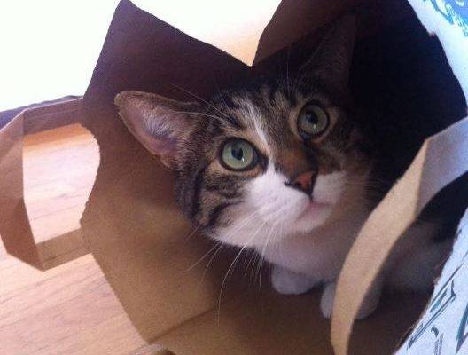 Roadie  – Stunning 7 Year Old Male Tuxedo Tabby Cat Seeks Loving, Only Pet Home Near Oakland, CA – Supplies Included