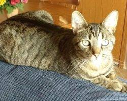 Tabby cat for adoption in ohio 2