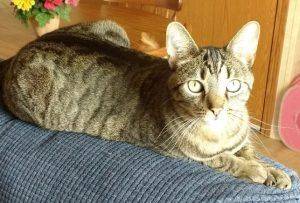 Tabby cat for adoption in ohio 2