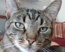 Tabby cat for adoption in ohio