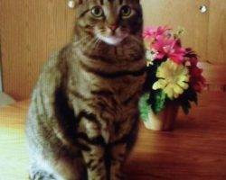Tabby cat for adoption in ohio 2