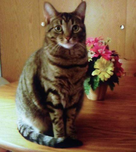 Tabby Cat For Adoption in Ohio 2
