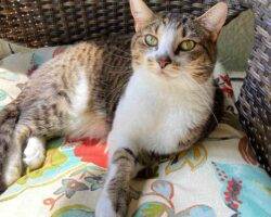 Siamese mix cats adoption tampa florida