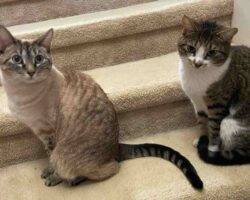 Siamese mix cats adoption tampa florida