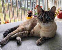Siamese mix cats adoption tampa florida