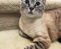 Siamese mix cats adoption tampa florida