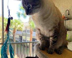 Siamese mix cats adoption tampa florida