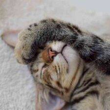 Cute Tabby Kitten For Adoption