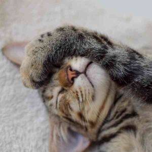 Cute Tabby Kitten For Adoption