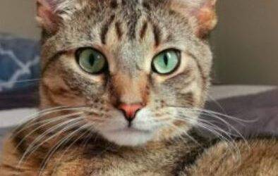 Siberian Brown Tabby Mix Cat For Adoption in Toronto Ontario – Adopt Cayenne