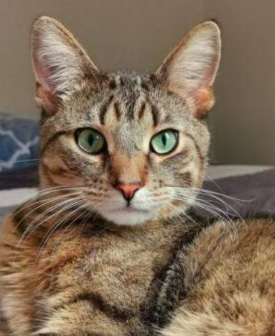 Tabby Siberian Cat Adoption Toronto Ontario