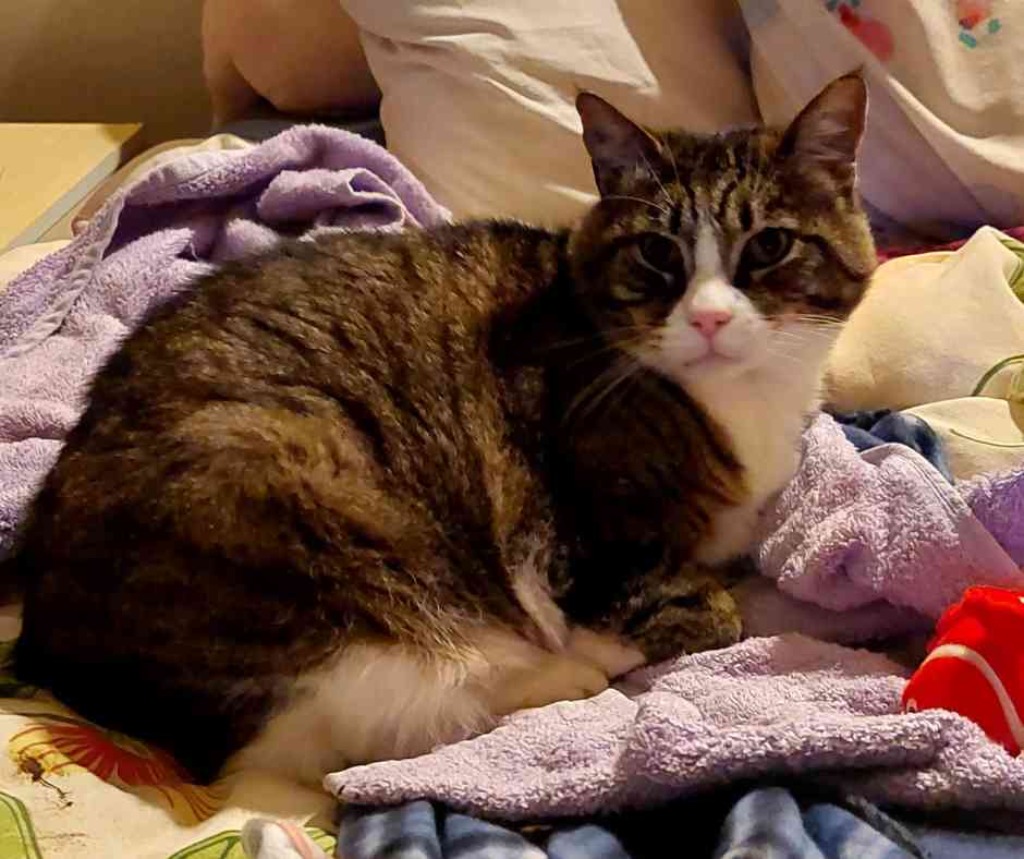 Extra Sweet Rescued Brown Tabby Cat For Adoption in Eureka CA – Meet Pretty Girl