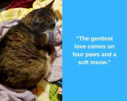 Tabby cat for adoption