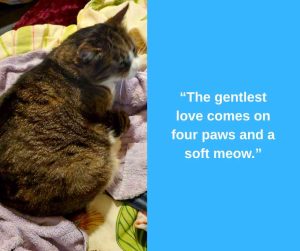 tabby cat for adoption