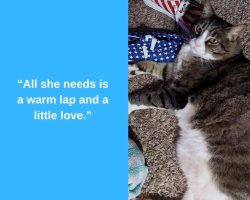 Tabby cat for adoption