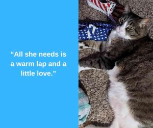 tabby cat for adoption