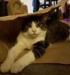 Tabby Tuxedo Cat Rehoming San Jose California Pet Rehoming